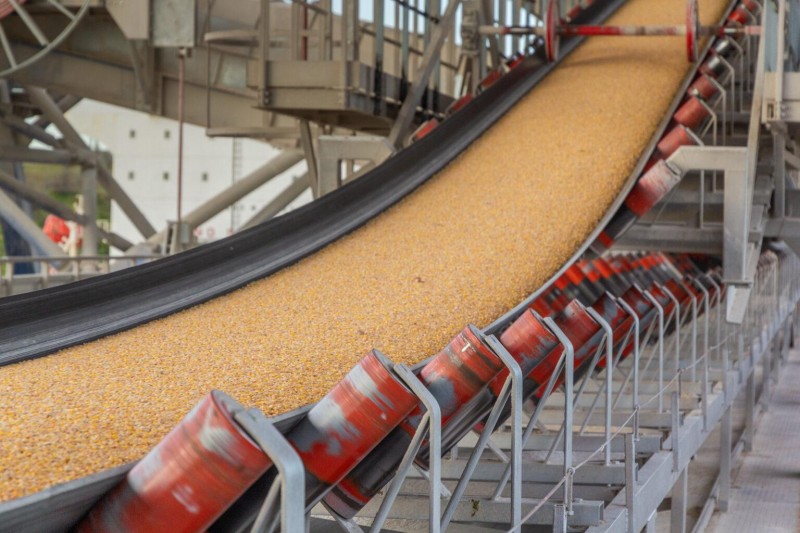 Grain moves on a general conveyor belt, rollers, maintenance area Grain moves on a general conveyor belt, rollers, maintenance area